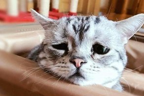 Вот самая грустная кошка на свете