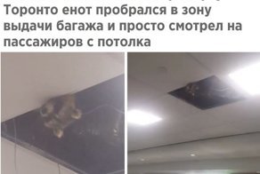 Забавные картинки для поднятия настроения!
