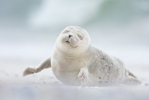 Финалисты международного фотоконкурса Smithsonian