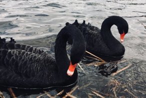 Фотоподборка за 12.03.2018