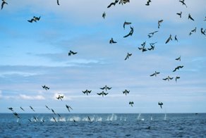 Воздушная атака: более 100 голубоногих олуш одновременно ныряют в воду