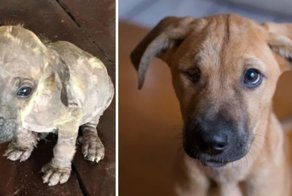 Собаки – самые преданные и искренние спутники человека