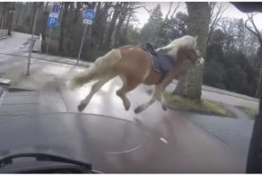 Скутерист помог поймать сбежавшую  лошадь