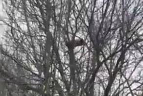 В Краснодарском крае хитроумные инспекторы устанавливают камеры на деревьях