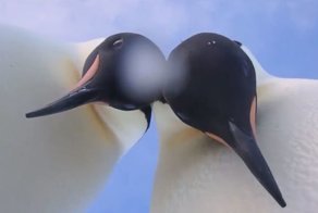 Пингвины нашли видеокамеру и доказали свою фотогеничность