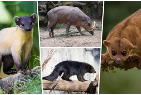 10 интересных животных, о которых мало кто знает