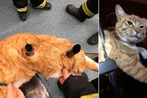 Кот был проколот тремя штырями забора, но чудом выжил