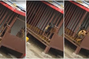 Смышлёный пёс организовал побег из вольера