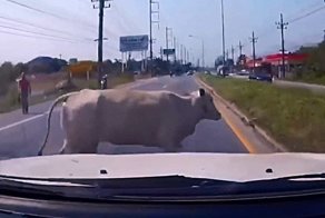 Выбежавшая на дорогу корова стала причиной ДТП