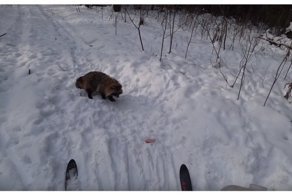 Агрессивная енотовидная собака напала на лыжника