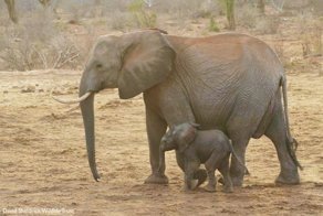 Люди однажды спасли эту дикую слониху, а спустя годы она привела к ним познакомиться своих слонят