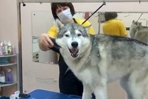 Хозяин, помоги! Хулиганка последнего клочка шерсти лишает!