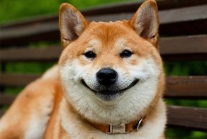 Собаки-улыбаки. Жизнь любит тех, кто ей улыбается!