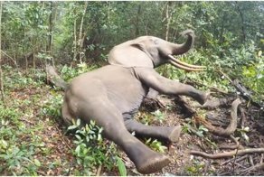 Слон просыпается после транквилизатора
