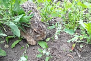 На зайца с молотком