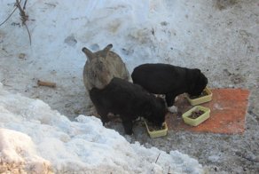 В Омской области сбежавший кролик спас щенков и заменил им убитую мать!
