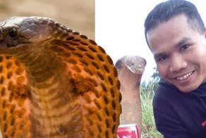 Смертельный поцелуй: «Заклинатель змей» погиб от укуса кобры