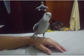 Попугай капитана Джека Воробья