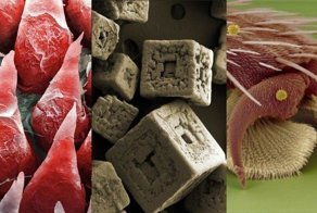 Макро-загадки и микро-ответы: хорошо знакомые вещи в незнакомом виде