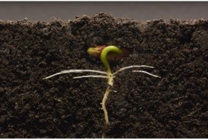 25 дней из жизни фасоли