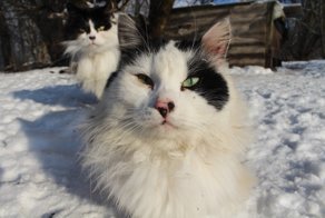 Очень колоритные уличные коты