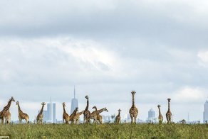 Жирафы на фоне большого города