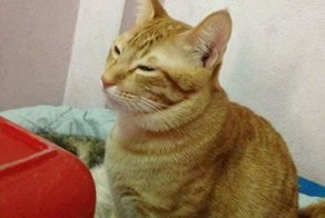 Кот поддержал кошку во время родов и покорил тысячи сердец