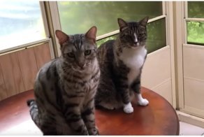 Кот с потрохами сдал своего товарища