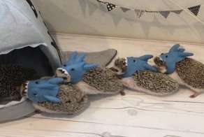 Ежики в масках акул водят хоровод