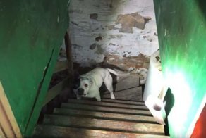 Сюрприз на цепи: мужчина купил старый дом, а в его подвале обнаружил брошенную собаку