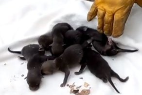 Пожарный достал из канализации щенков лабрадора 