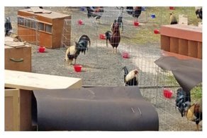 В Америке за решетку попали 200 петухов