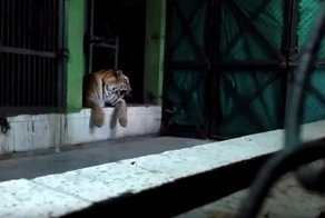 Амурский тигр убил подругу на глазах у посетителей зоопарка
