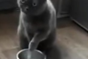 Безмолвный котик выпрашивает еду у хозяев