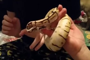 Почему не стоит приближаться к змеям после того, как погладил крысу