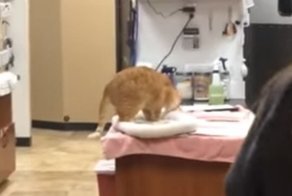 Ловкий кот совершил головокружительный прыжок со своей подстилкой