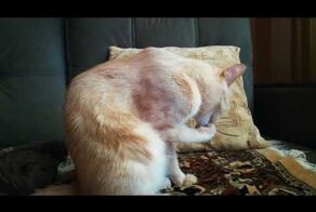 Кошачий маникюр