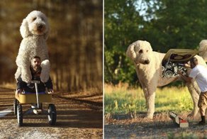 Сказочная жизнь мастера Фотошопа со своим «двухметровым» голдендудлем
