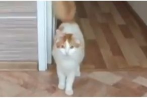 Кот, который откликается на любые клички и имена