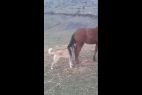 Похотливый пёс решил совокупиться с лошадью, но очень скоро пожалел об этом