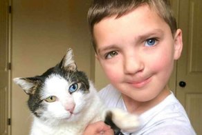Как мальчик и котенок с заячьими губами и разноцветными глазами нашли друг друга
