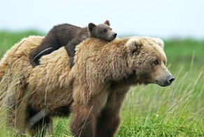 Шведские медведи прознали о новом законе и занялись потомством