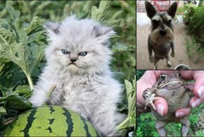 Злобные милахи. 16 крошечных, милых и очень злых зверюшек