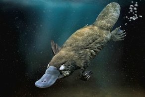 Подводные создания c удивительными способностями