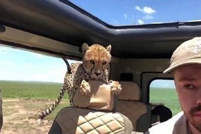 Турист проявил нехилое самообладание, когда в его джип заскочил взрослый гепард