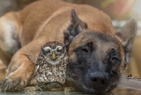 Настоящие друзья