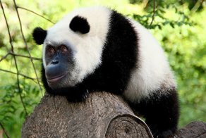 Ученым удалось скрестить орангутанга с пандой
