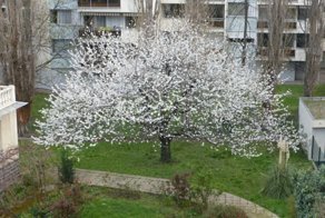 История одного дерева