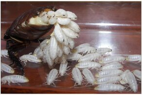 30 невероятно мерзких вещей со всего мира, от которых вас наверняка затошнит