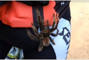 Я хочу покататься с вами! Крупный паук забрался на ногу велосипедиста